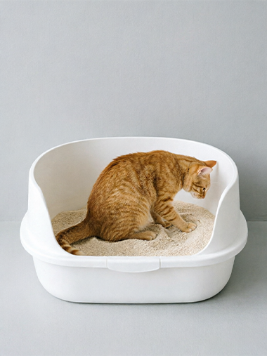 Open-Top High-Wall Cat Litter Box — Spacious, Easy-Clean Design for Cats of All Sizes