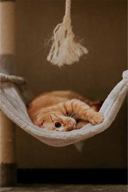 Hanging Canvas Cat Hammock Bed — Suspended Lounger for Cat Trees & Frames
