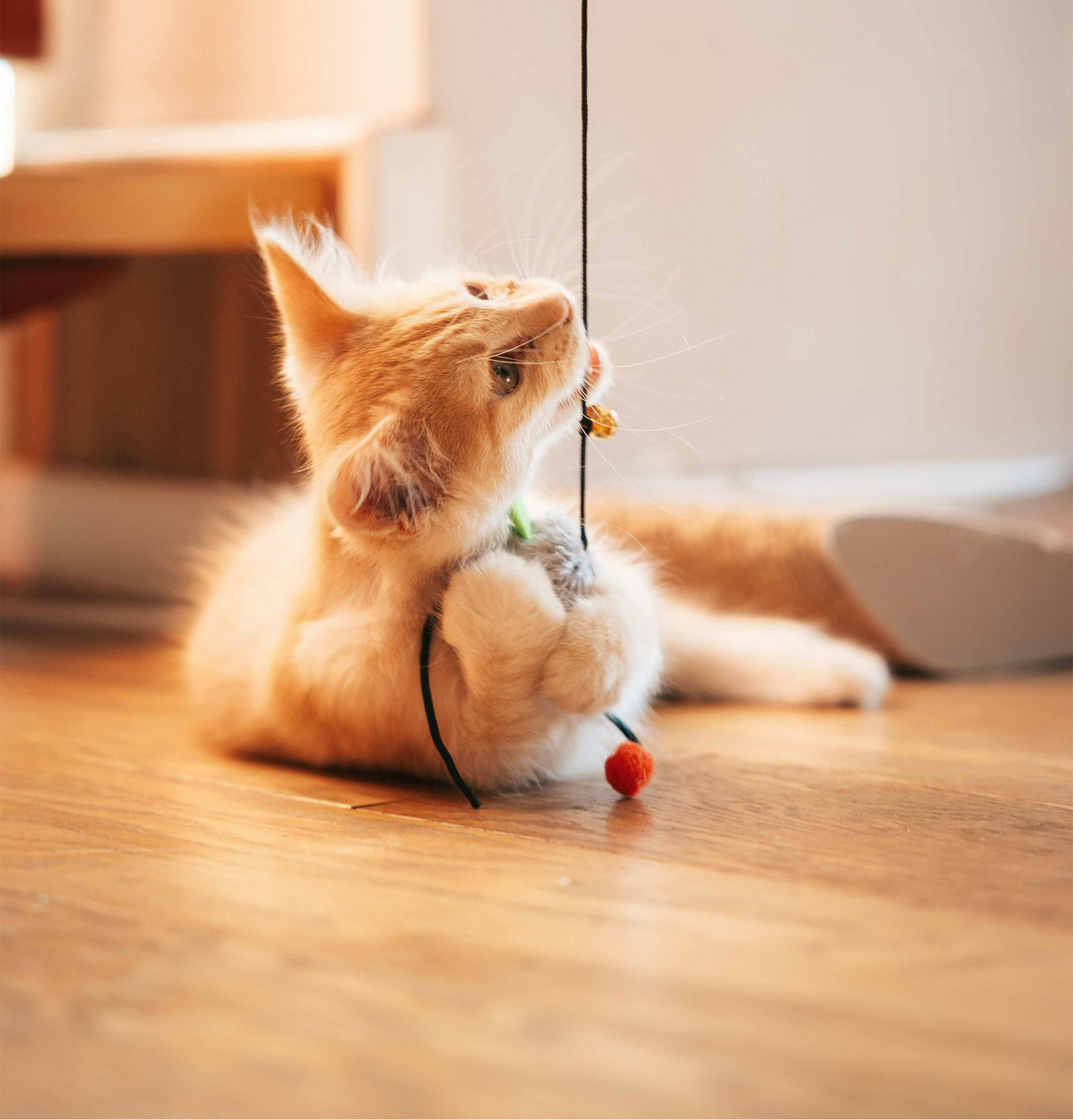 Cat playing with a string toy on a wooden floor.
