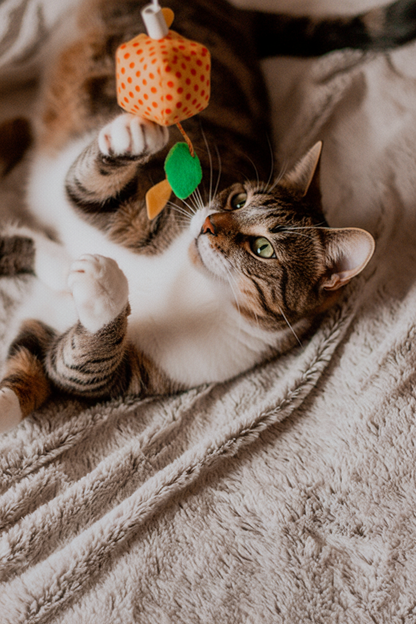 Cat playing with fabric bird wand toy in cozy home lifestyle setting