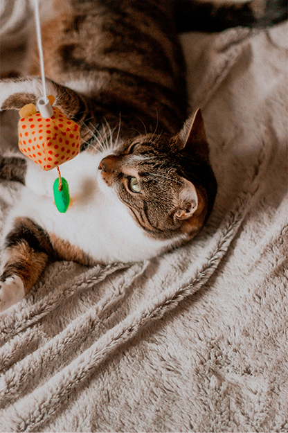 Fabric Bird Cat Teaser Wand Toy — Interactive Feather-Free Play for Curious Cats