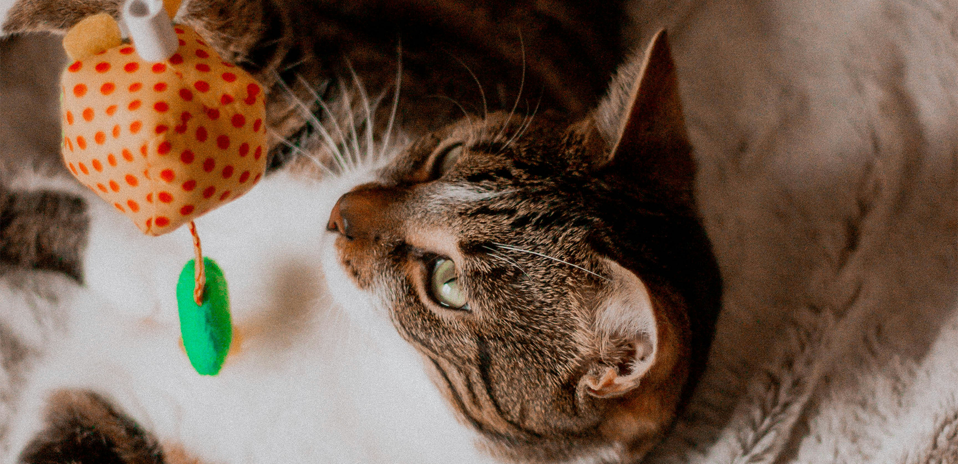 Cat playing with a small toy on a soft surface